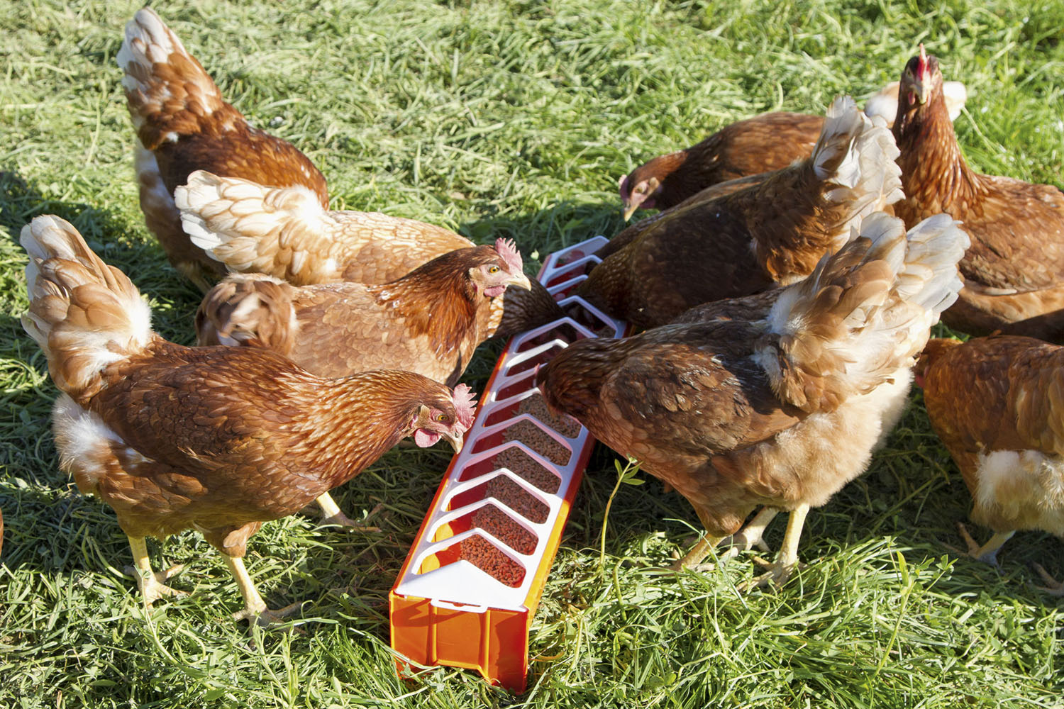 Futtertrog für Hühner
