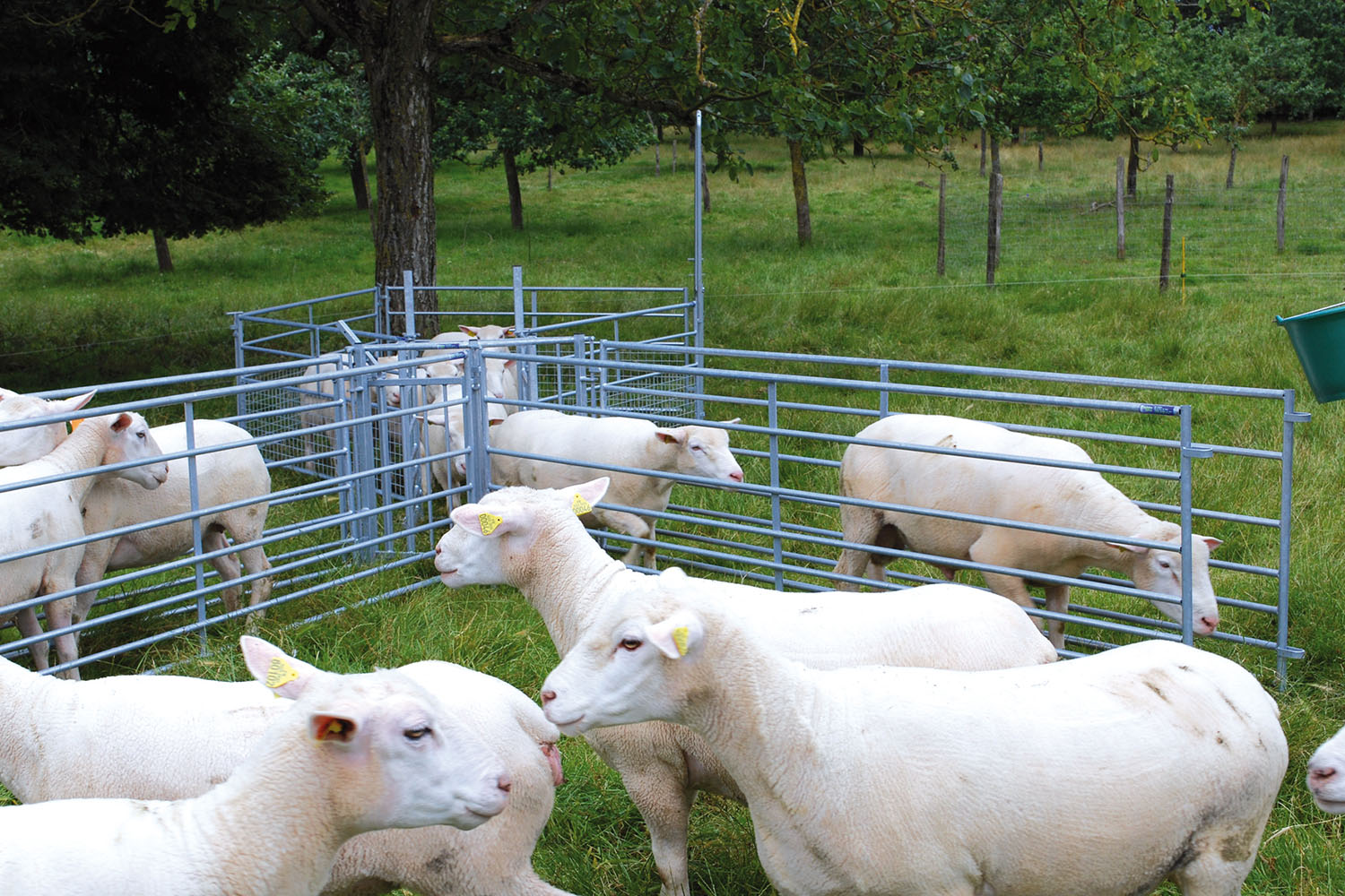 Behandlungsstand für Schafe
