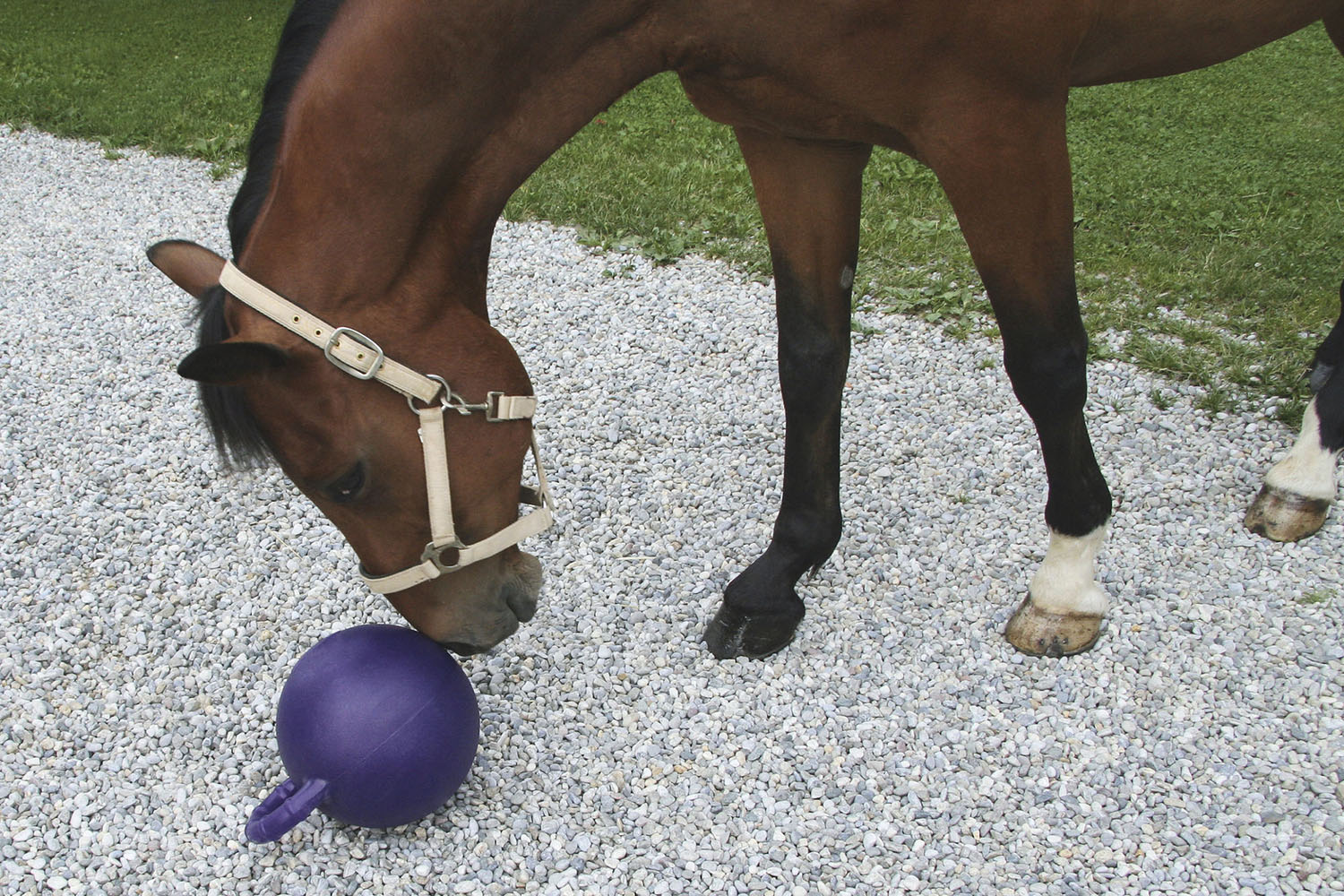 Pferdespielball mit Aroma